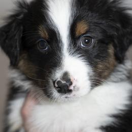 Boy 4 - male Australian Shepherd puppy in Grand Rapids, Michigan from Griffin Tides - Australian Shepherds