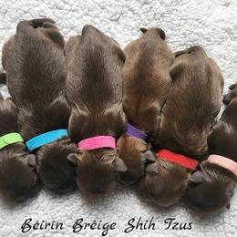 Shih Tzu Puppies from Beirin Breige Shih Tzus