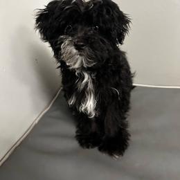 Bailey (Rare Korean Morkie) - Black male Morkie puppy in Atlanta, Georgia from Cocktail Puppies