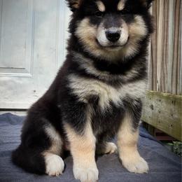 Karla - Black and white female Alaskan Malamute puppy in Michigan from Warrior’s Legacy Alaskan Malamutes