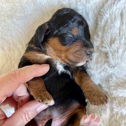 Bernedoodle, Cavapoo, and Goldendoodle Puppies from Mountain Bridge Doodles