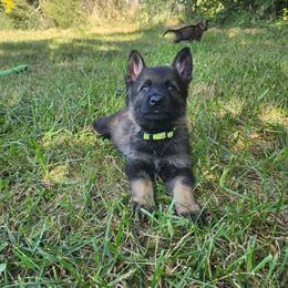 Wasabi (Green male) - Sable male German Shepherd puppy in Winchester, Kentucky from Del Lago Canine