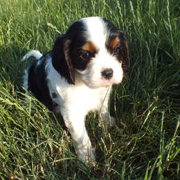 Cavalier King Charles Spaniel Puppies from Lucia's Cavalier King Charles Spaniels
