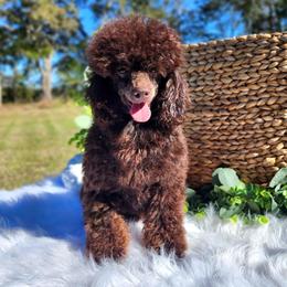 Cowboy - Poodle