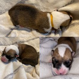 Pembroke Welsh Corgi Puppies from Columbine Corgis