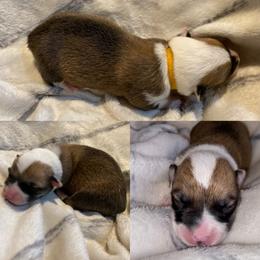 Pembroke Welsh Corgi Puppies from Columbine Corgis