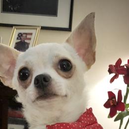 Levi - Chihuahua
