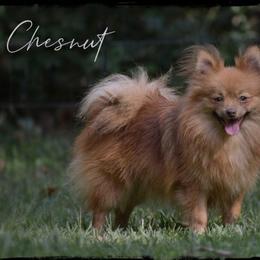 Chesnut - Chocolate sable male Pomeranian puppy in Cleveland, Georgia from Sourpatch Pomeranians