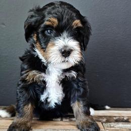 Tootsie Roll - Tri-color female Bernedoodle puppy in Decatur, Georgia from So Adoodable