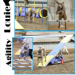 Boy 1 - Silver gray male Weimaraner puppy in Carter, Montana from PM Weimaraners