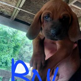 Redbone Coonhounds from Silver Creek Redbones