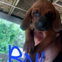 Redbone Coonhounds from Silver Creek Redbones