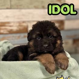 Idol - Black and red male German Shepherd puppy in Canton, Texas from WILDWOOD GERMAN SHEPHERDS