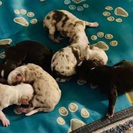 Miniature Australian Shepherd and Toy Australian Shepherd Puppies from Lowery’s Little Aussies