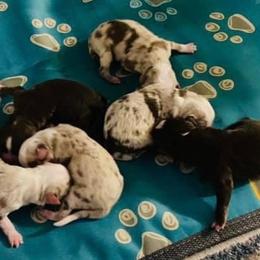 Miniature Australian Shepherd and Toy Australian Shepherd Puppies from Lowery’s Little Aussies