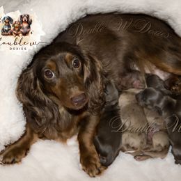 Mable - Dachshund