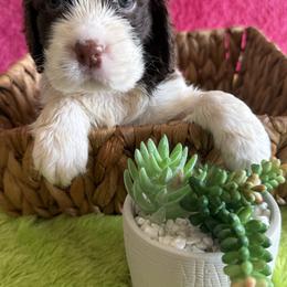 Holly - Liver and white female English Springer Spaniel puppy in North Carolina from Ebenezer Valley ESS