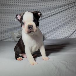 Ronaldo - Black brindle and white male Boston Terrier puppy in London, Kentucky from Puppy Love