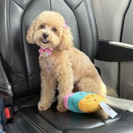 Rosie Queen - Maltipoo