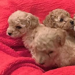 Chihuahuas, Cockapoos, Cocker Spaniels, Poodles, Yorkipoos, and Yorkshire Terriers from Baker Kennels