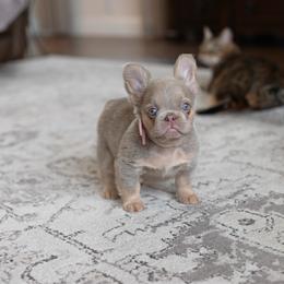 FLUFFY FEMALE 2 - Liver female French Bulldog puppy in Blue Ridge, Texas from Beason’s HomeGrown Frenchies