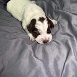 Boy 2 - Brown and gray male Wirehaired Pointing Griffon puppy in Jerome, Idaho from Double R Griffons