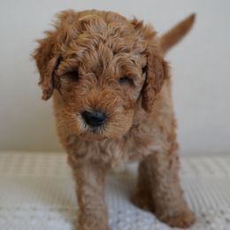 Lime Green - Red  male Goldendoodle puppy in Elk Grove, California from Foxi Goldendoodle