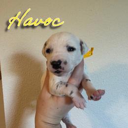 Havoc - White and black female Dalmatian puppy in Mount Vernon, Missouri from Spots & Spirals