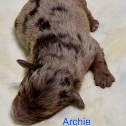Archie - Red merle male Aussiedoodle puppy in Charlestown, Indiana from Forever Aussies and A Doodle