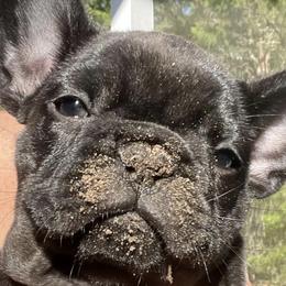 Cane Corso and French Bulldogs from Jens Den