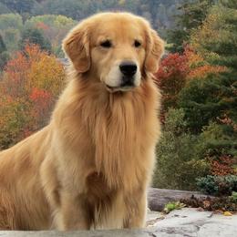Golden Retrievers from Grey Birch Goldens