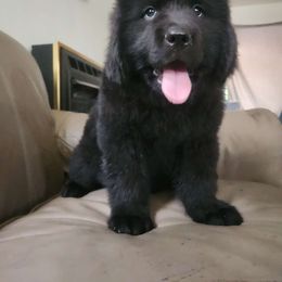 Tito (blue) - Black Newfoundland puppy in Newmanstown, Pennsylvania from Mufasa's Pride (Newfoundland breeder)
