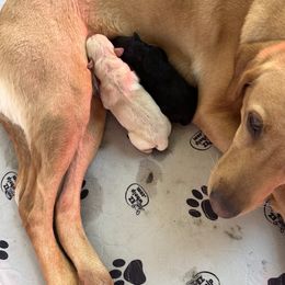 Labrador Retriever Puppies from County Line Gun Dogs