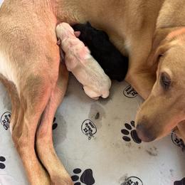 Labrador Retriever Puppies from County Line Gun Dogs