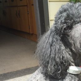 Poodles from Joyce Munson's Poodles