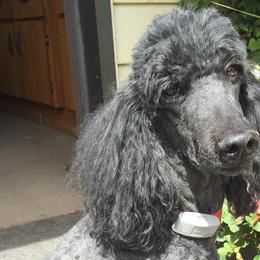 Poodles from Joyce Munson's Poodles