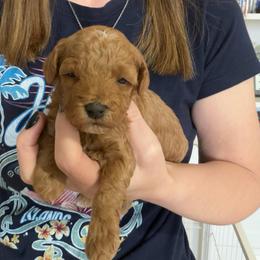 StarLord - Red  male Poodle puppy in Cedar City, Utah from Precious Paws Ranch