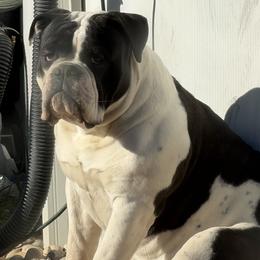 Bulldog puppies from Dominiques doodle plus