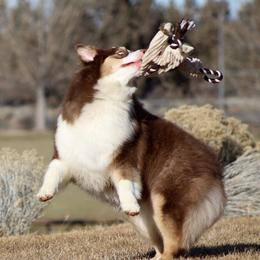 Meadow - Australian Shepherd