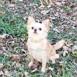 Emmy - Chihuahua