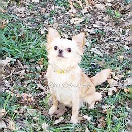 Emmy - Chihuahua