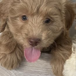 Emmy - Red  female Goldendoodle puppy in Ankeny, Iowa from Iowadoodles2love