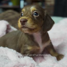 Evangeline - Dapple female Dachshund puppy in Robesonia, Pennsylvania from Happily Ever After’s Puppies