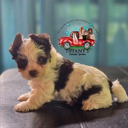 Casanova - Chocolate, tan and white male Yorkshire Terrier puppy in Old Fort, North Carolina from Tiffany’s Colorful Yorkies
