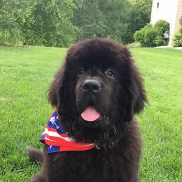Newfoundland All Grown Up from Faithful Acres Newfs