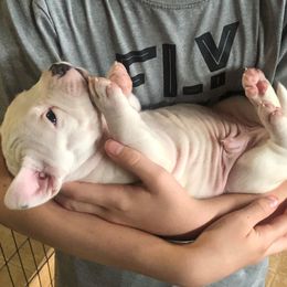 American Bully Puppies from Shooting Star Bullies