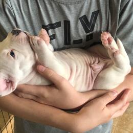 American Bully Puppies from Shooting Star Bullies