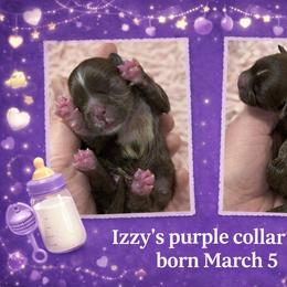 Purple boy - Liver male Shih Tzu puppy in Berkeley Springs, West Virginia from Sandridge Shih Tzus