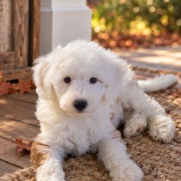 Sawyer - Apricot male Aussiedoodle puppy in Byron, Georgia from Southern Olive Doodles 🫒