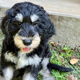 Lilo (Pink)- Ready NOW - female Golden Mountain Doodle puppy in Boiling Springs, South Carolina from OlliePups, LLC